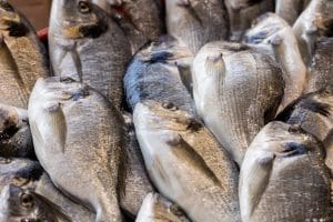 comment pêcher la dorade