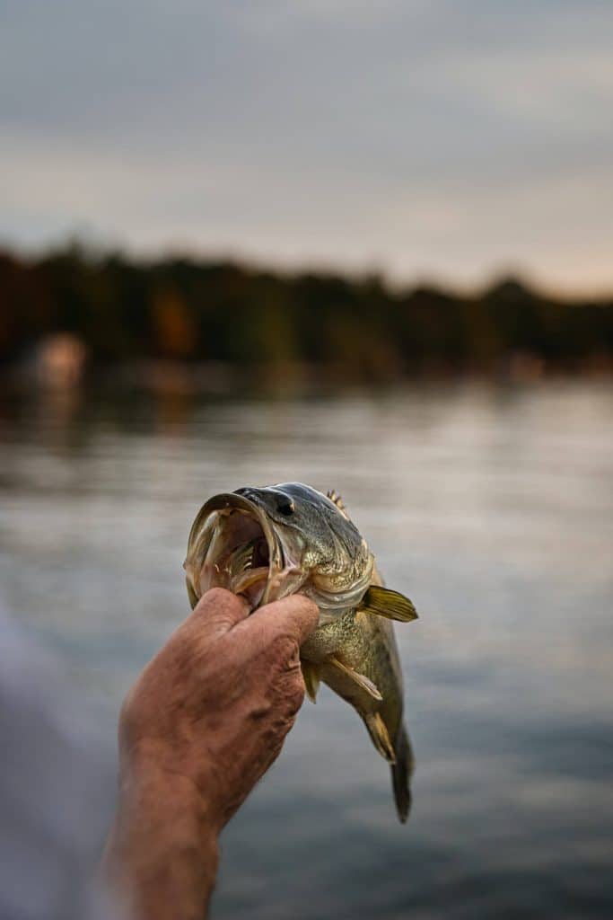 comment pêcher le brochet