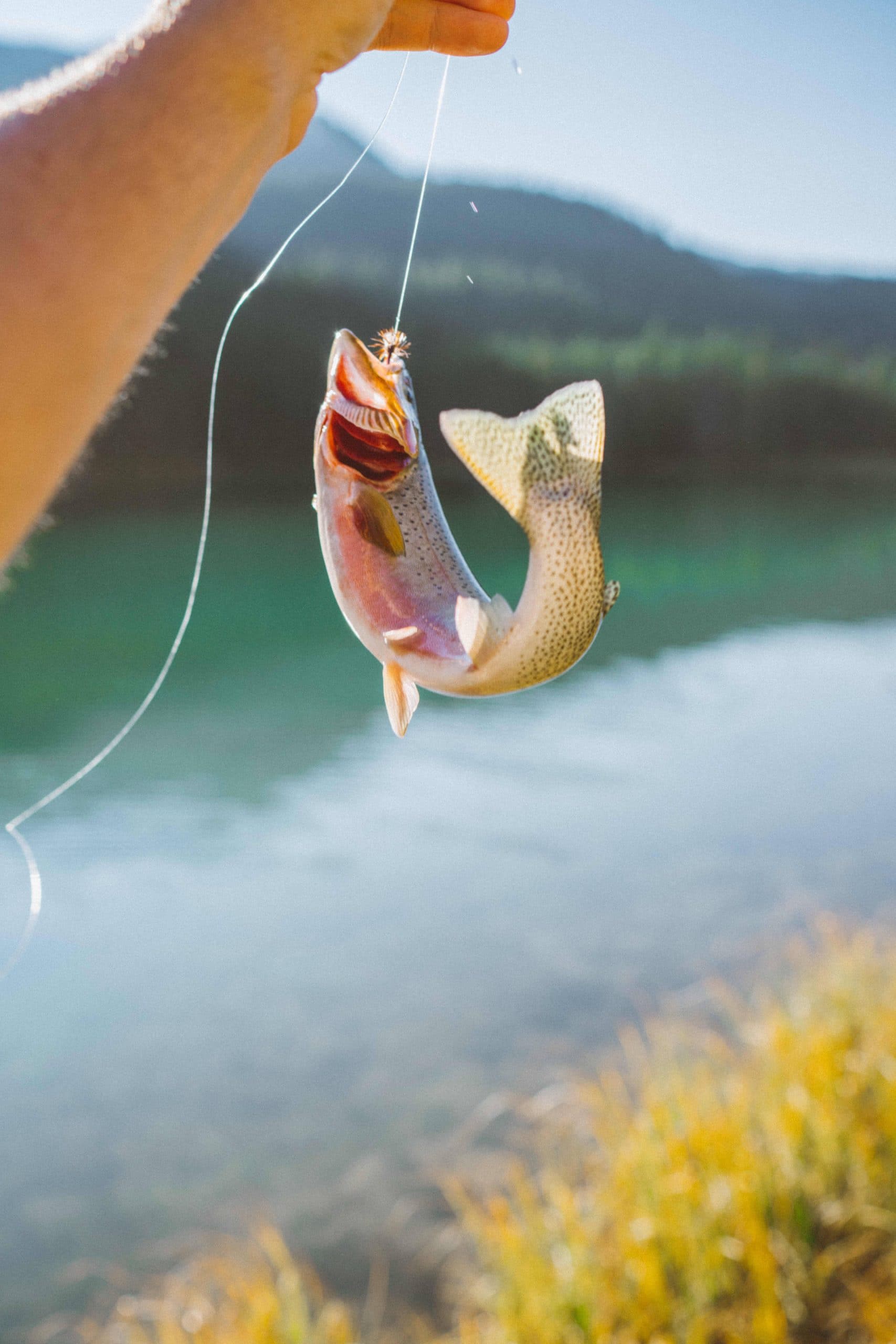 10 raisons d'utiliser une épuisette pour la pêche des carnassiers
